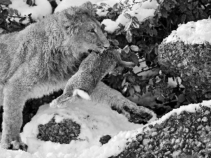 Wild Rabbit, Lion, snow