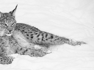 snow, Lynx, resting