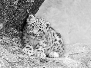 Rocks, Little, snow leopard