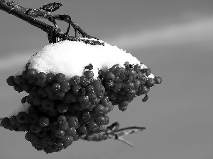 snow, twig, rowan