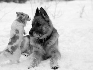 snow, Chihuahua, sheep-dog, german, Dogs