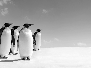 snow, penguin, Sky