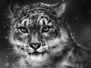 graphics, Panther, snow, snow leopard