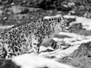 snow leopard, snow