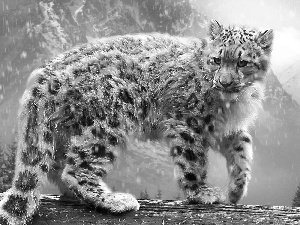 Panther, snow leopard, snow