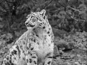 snow leopard, snowy