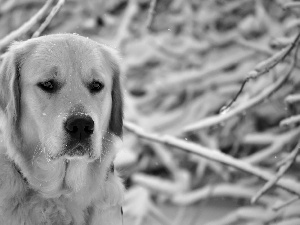 Sponge, branch pics, snow, Labrador