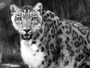 snow leopard, spots