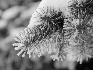snow, spruce, sprinkle