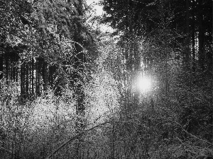 rays of the Sun, forest, snow