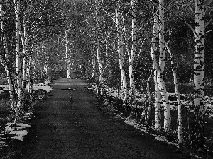 viewes, forest, Way, snow, birch, trees