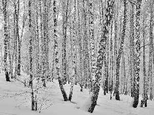 viewes, forest, winter, snow, birch, trees