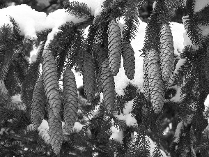 twig, cones, snow, Swierk