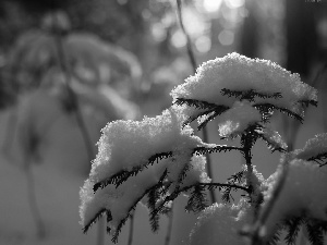 snow, Bush, Twigs
