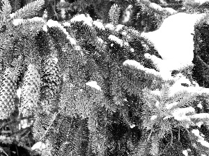 Twigs, cones, snow, spruce