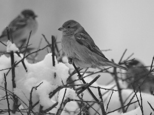 snow, Sparrows, Twigs