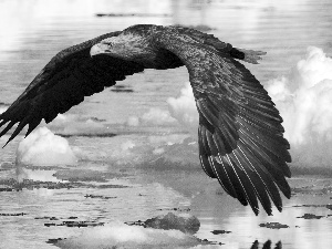 snow, eagle, water