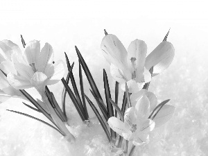 White, Spring, snow, crocuses