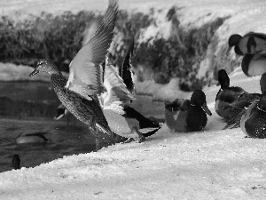 wild, Pond - car, snow, ducks