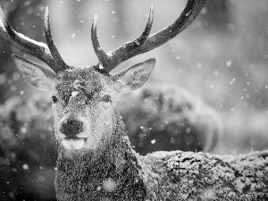 snow, deer, winter