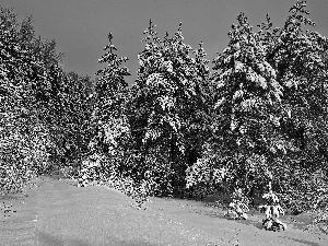 snow, winter, viewes, Spruces, trees