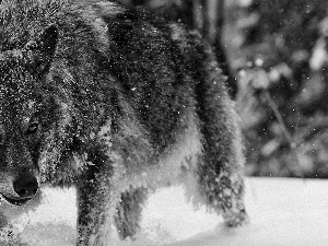 Wolf, snow