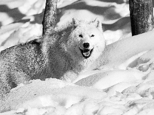 snow, White, Wolf