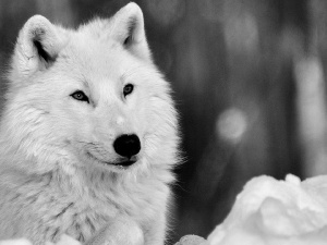 snow, White, Wolf