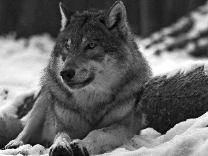 Wolf, snow