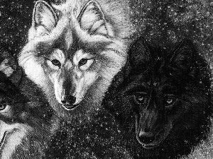 snow, Three, wolves