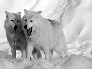 wolves, snow
