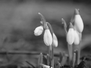 snowdrops