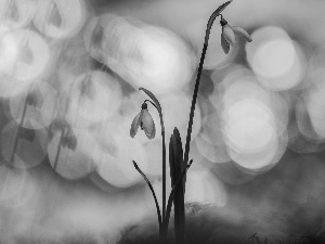 Flowers, snowdrops, Bokeh, Two cars