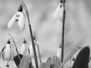 flourishing, snowdrops