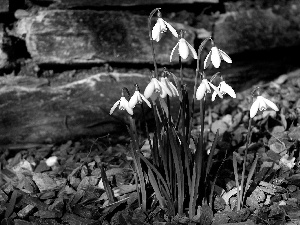 snowdrops, Spring, Flowers