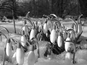 snow, snowdrops