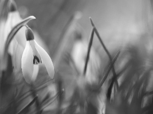 White, snowdrops