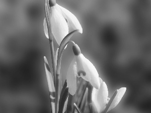 snowdrops, Flowers, White