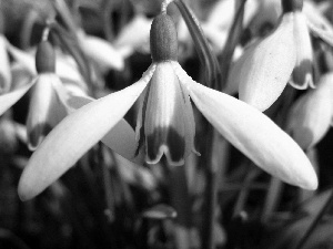 White, snowdrops