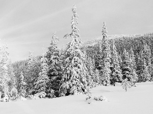 Spruces, rays of the Sun, Snowy