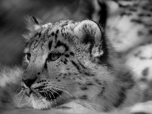 snow leopard, tiger, snowy