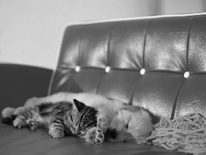 cat, red hot, Sofa, dog