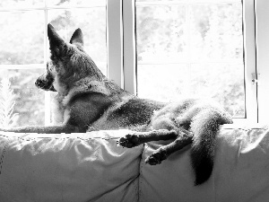 sheep-dog, Window, Sofa, german