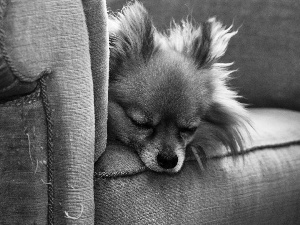Sofa, sleepy, doggy