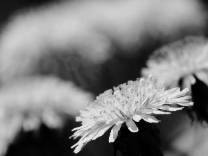 blur, Yellow, sow-thistle