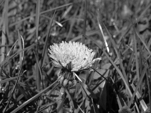 Yellow, Colourfull Flowers, sow-thistle