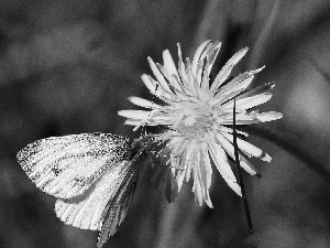 White, Yellow, sow-thistle, butterfly