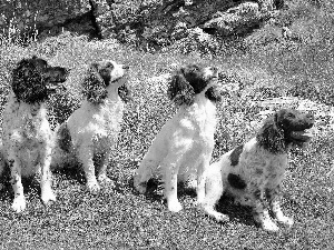 Spaniels, Meadow, four