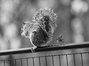 hand-rail, squirrel, Sparrow