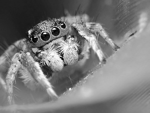 Zebra Jumper, color, Spider